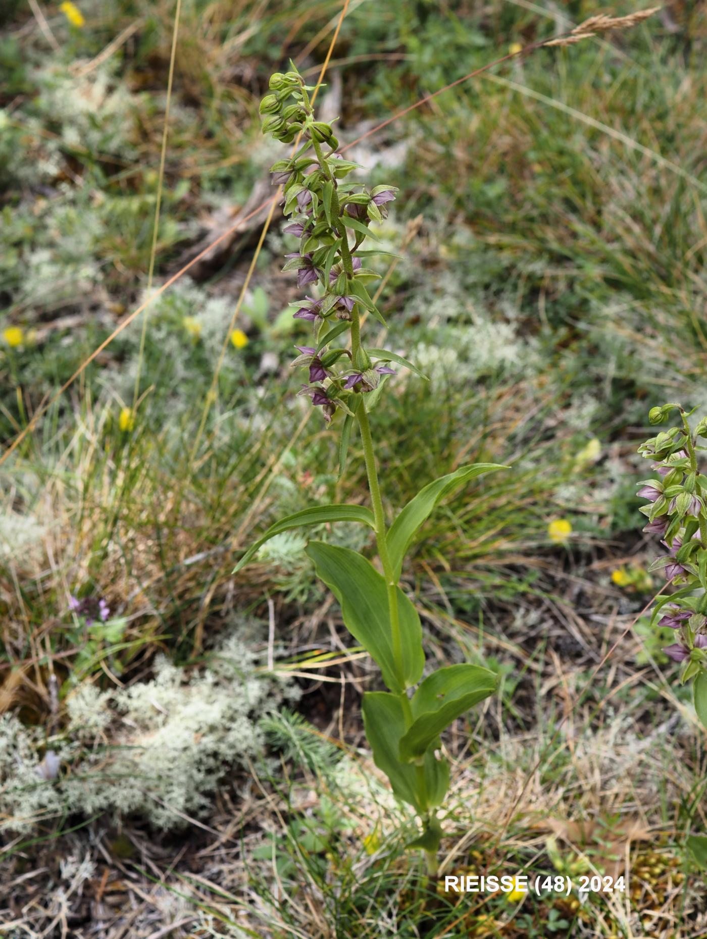 Helleborine, Outspread-leaved plant